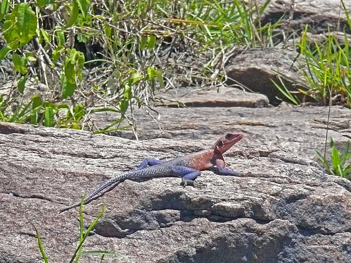 Flat-headed Agama Lizard
