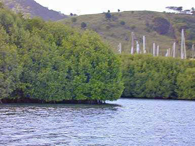Mangroves in Cul-de-Sac du Marin