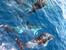 Photograph of Dolphins