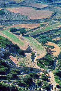 Photo of Terraces in Donousa