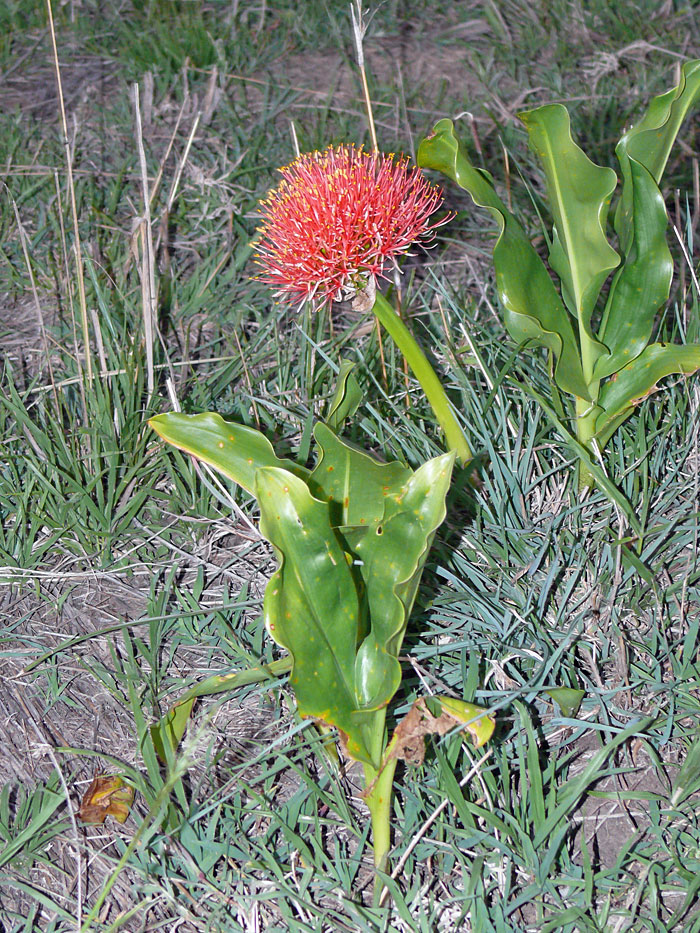 Savana flower