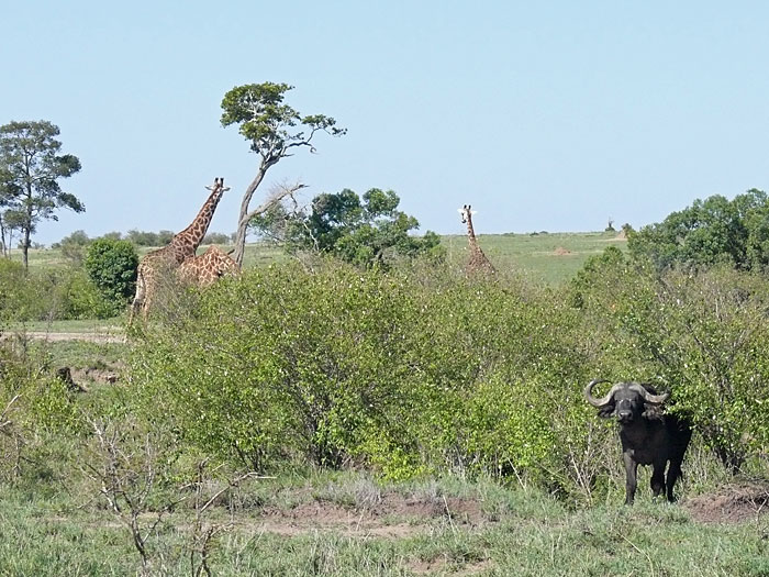 giraffes & buffalo