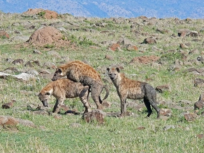 Mating Hyenas
