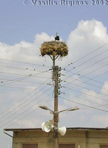 Stork in Dadia