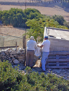 Turkeys released in Agathonisi