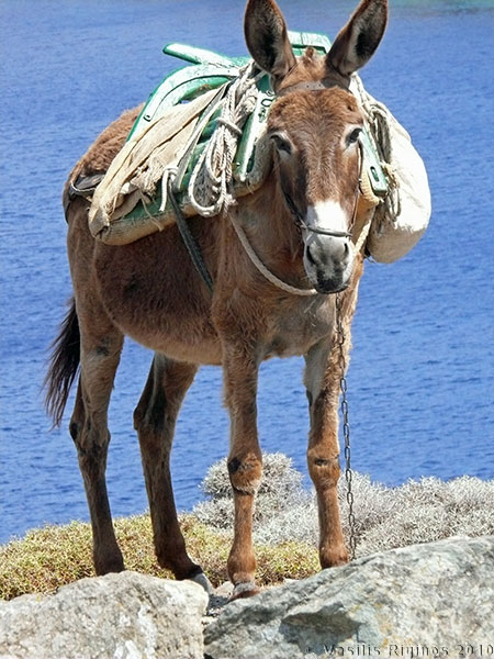 Donkey, Kythnos