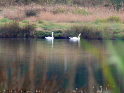 Koukounaries Swans