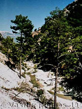 Photograph of Trees in Mountain Pass
