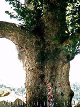 Photograph of Large Tree