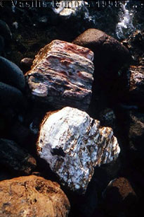 Petrifified sections